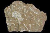 Ordovician Bryozoans (Chasmatopora) Plate - Estonia #98009-1